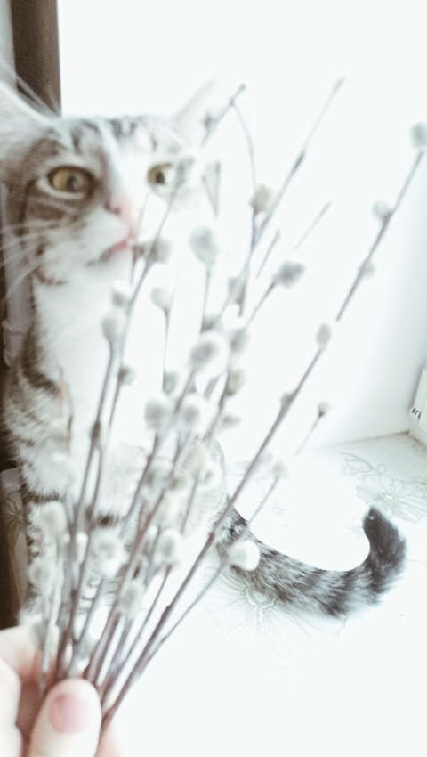 grey, whiskers háttérképek