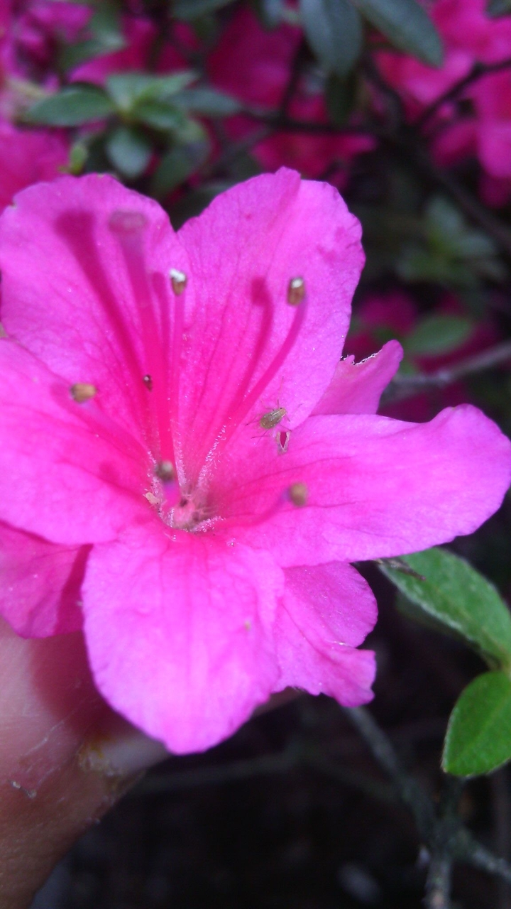Pink Flower
