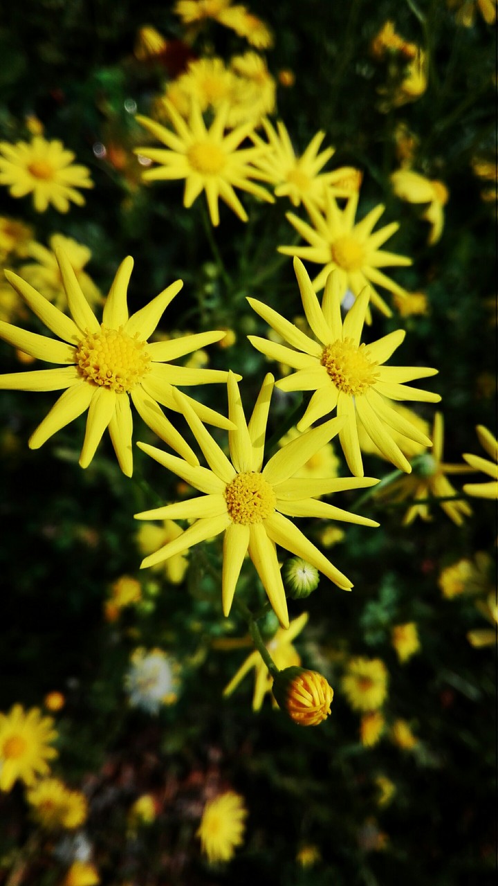 flowers