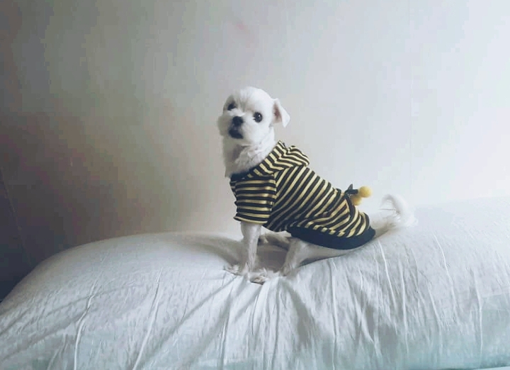 콩이