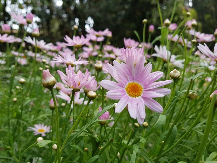 beautiful flowers