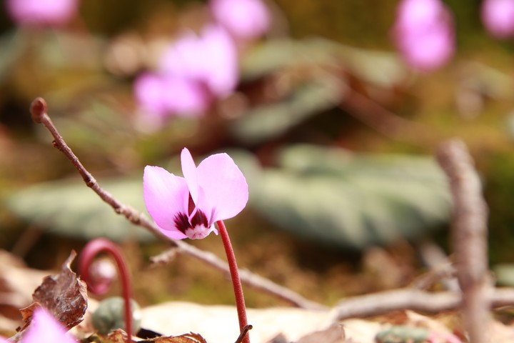 flower ciclamen
