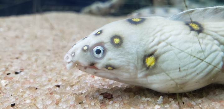 peixe