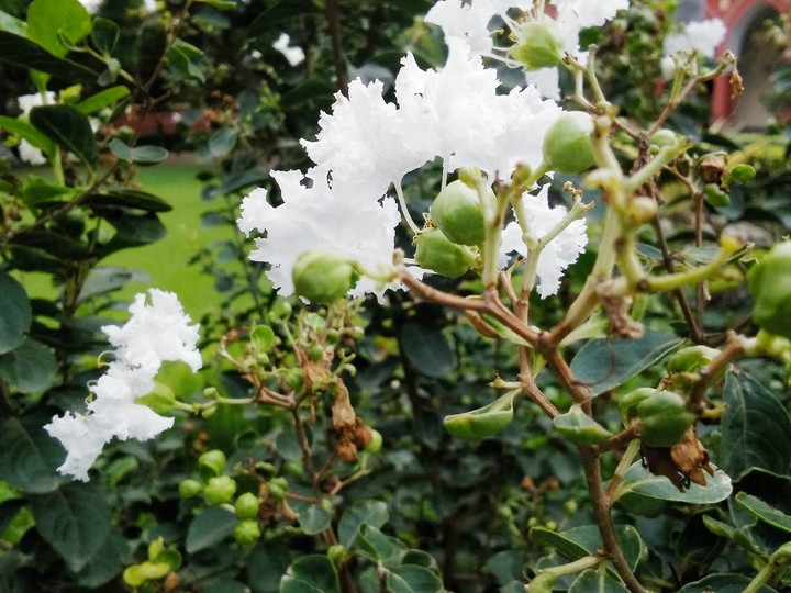 My click