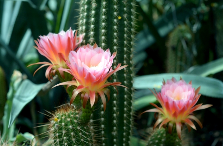 Cactus