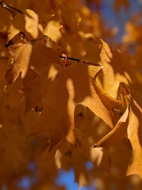 plant, brown Hintergrundbilder