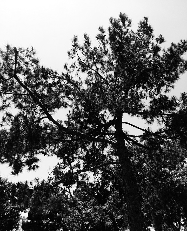 Black Days