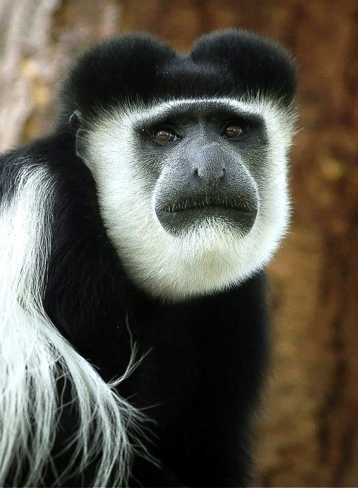 A Serious Looking Black and white Colobus Monkey
