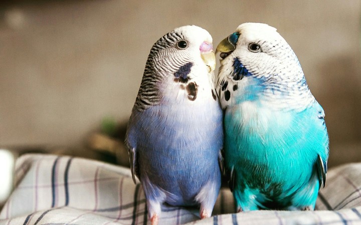 love
