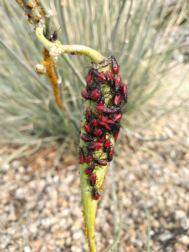 Bugs