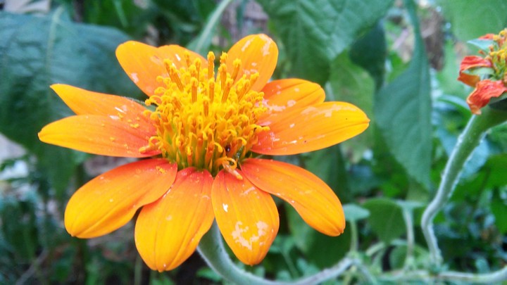 Flores da Primavera 03