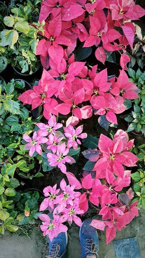 Bloom