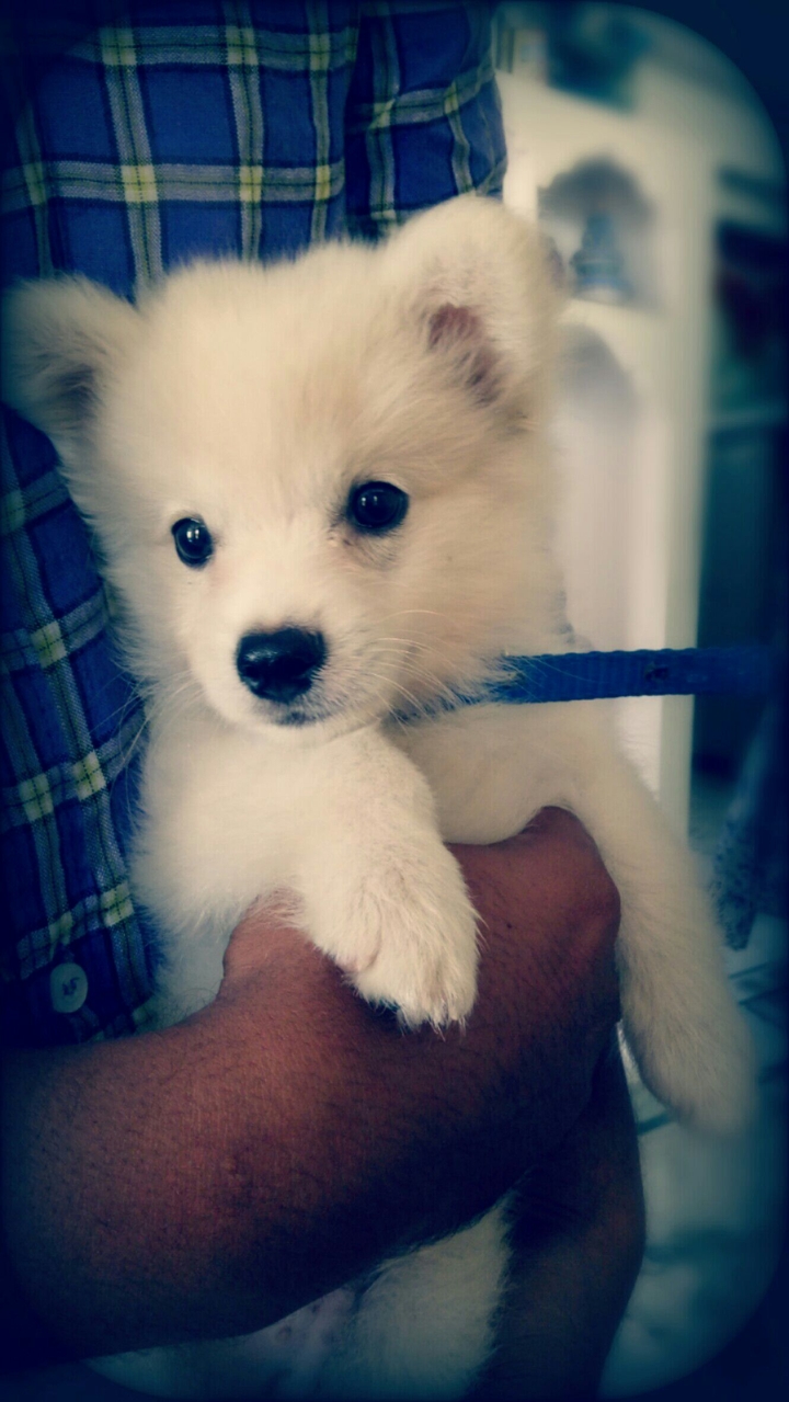 puppyyy