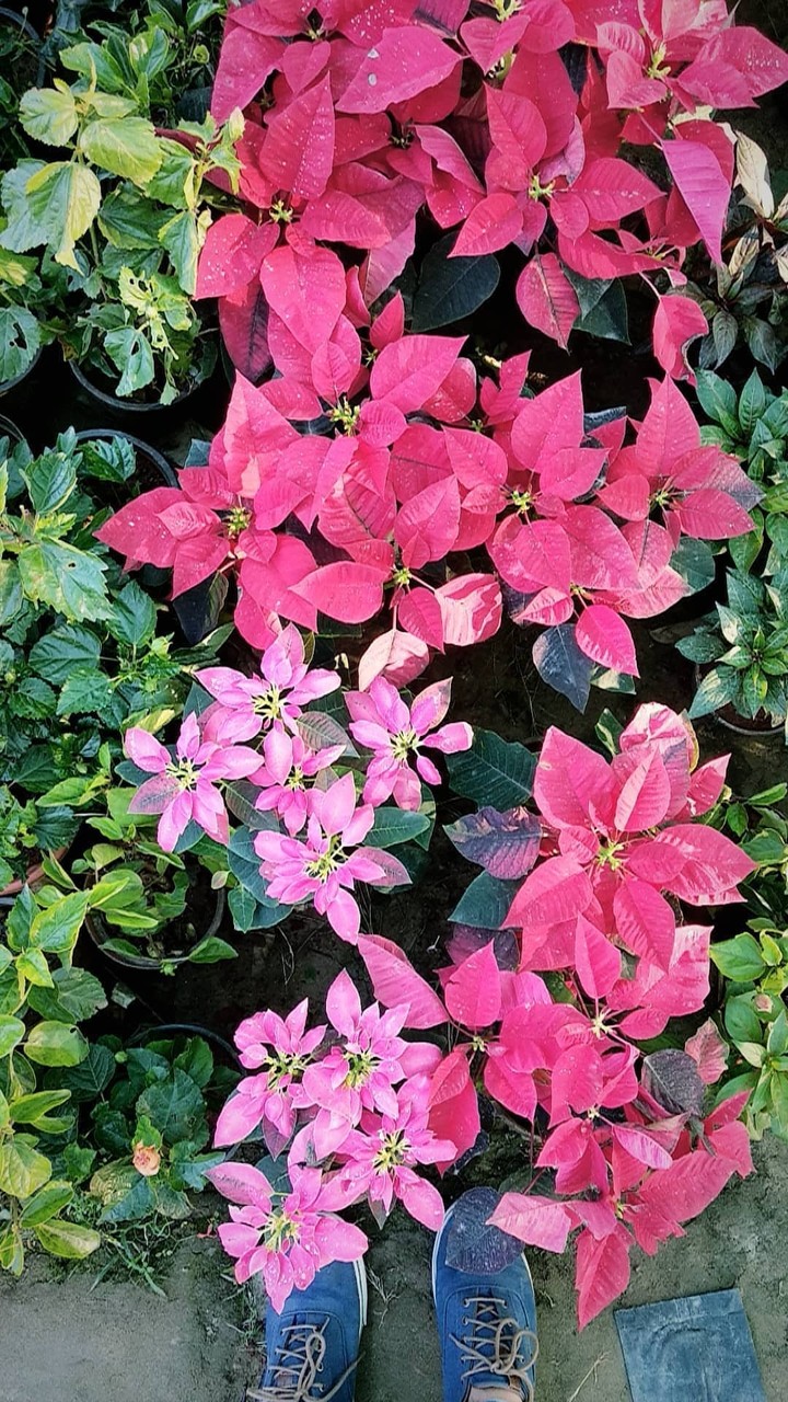 Bloom