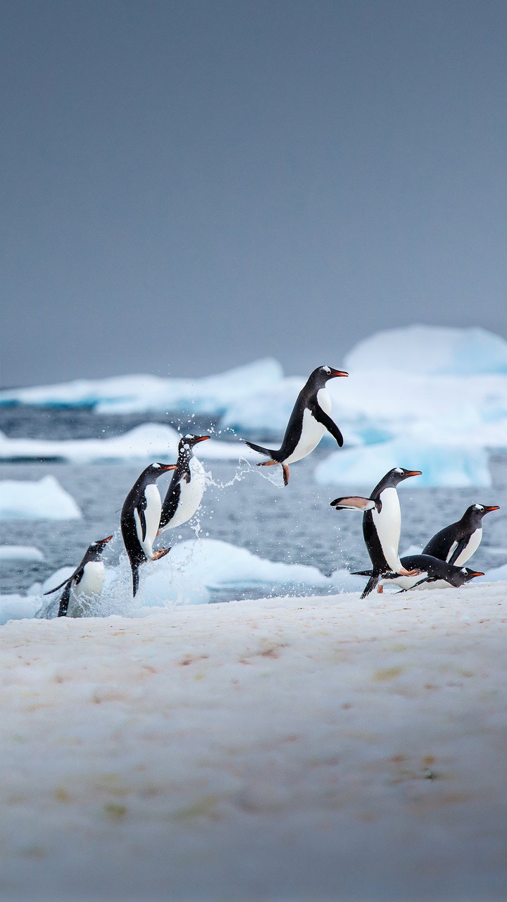 Penguin