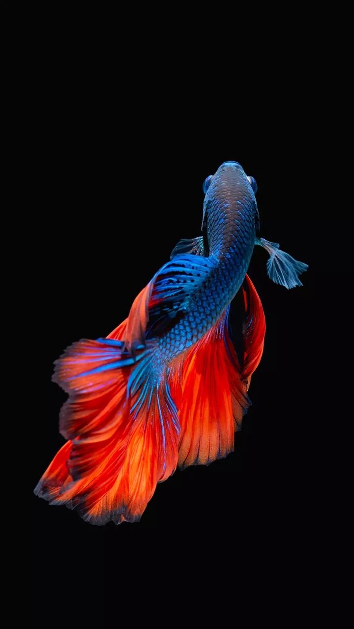 Red-Blue In The Blackground