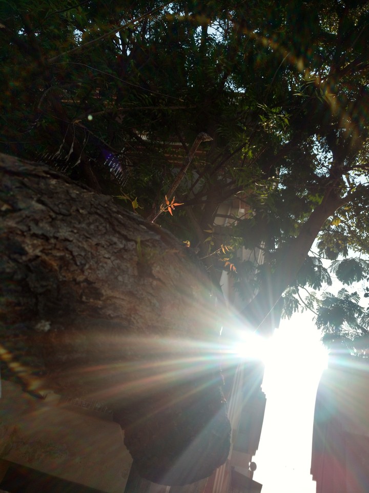 sunlove