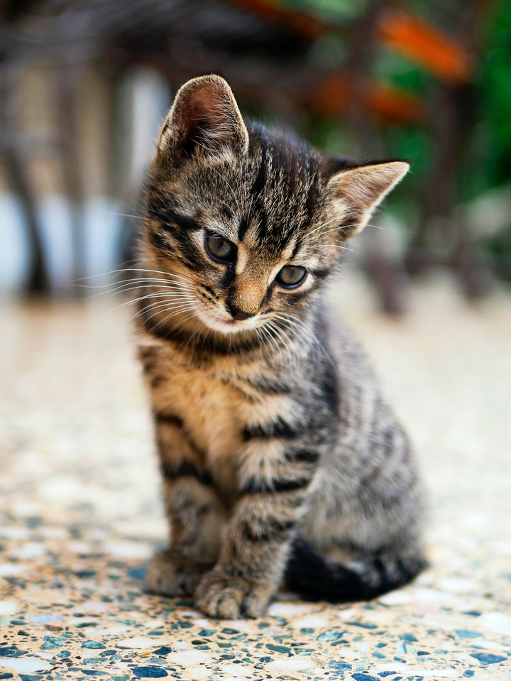 brown tabby cat
