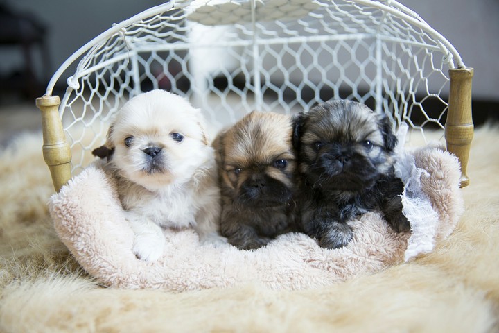 cute puppys