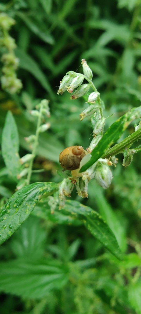 plant, leaf桌布