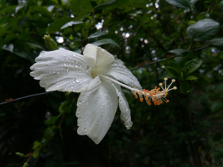 #flower