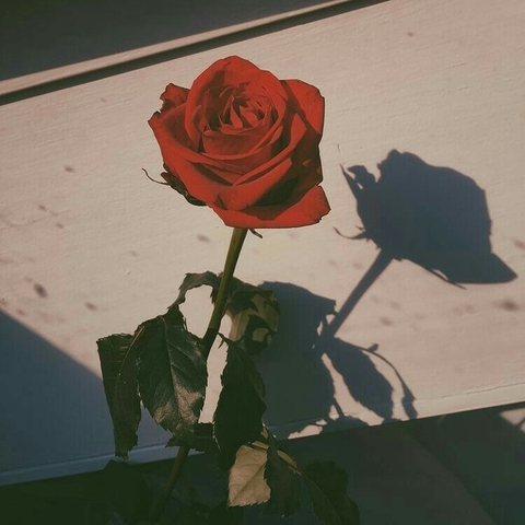 rose