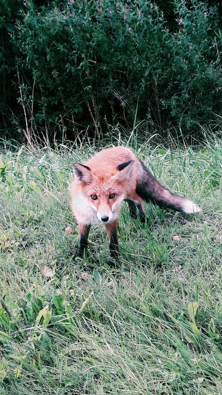 Fox