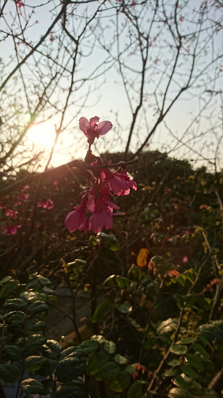 Plum blossom