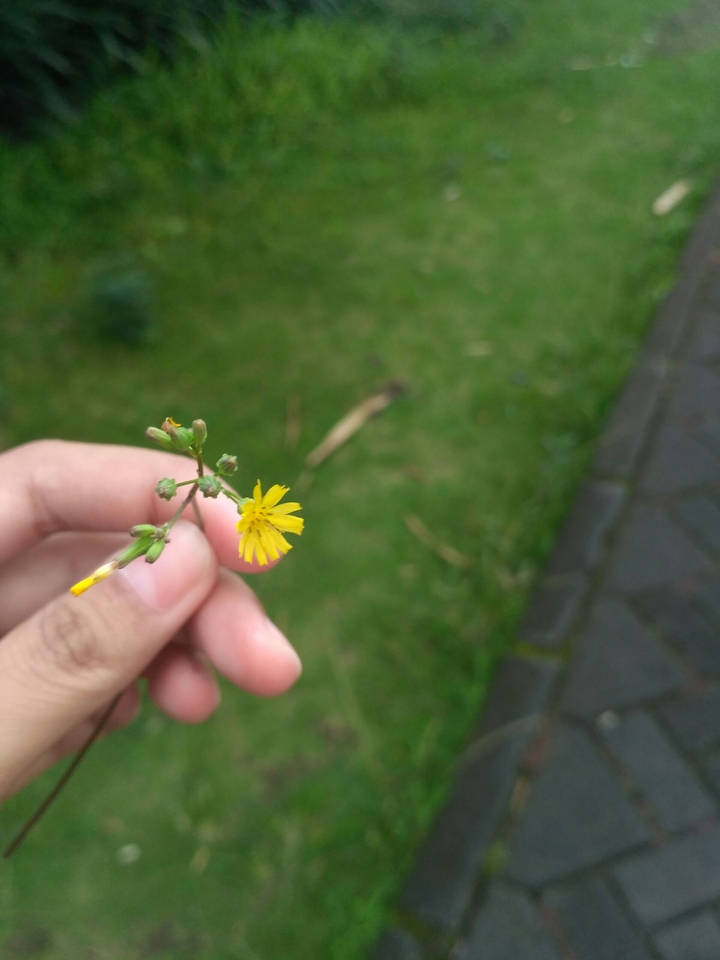 wild flower