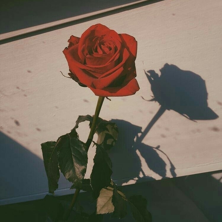 rose 