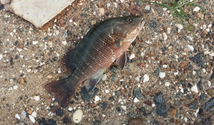 Mangrove red snapper(ചെമ്പല്ലി ഫിഷ് )