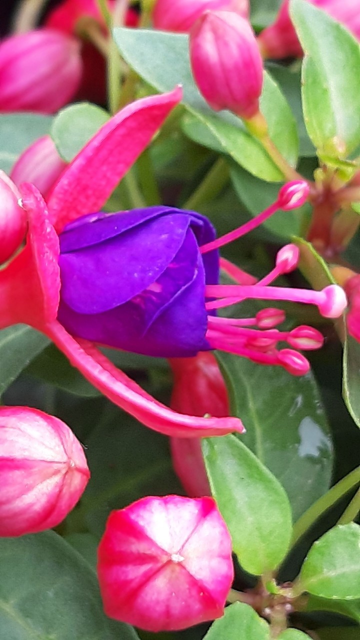 fleur