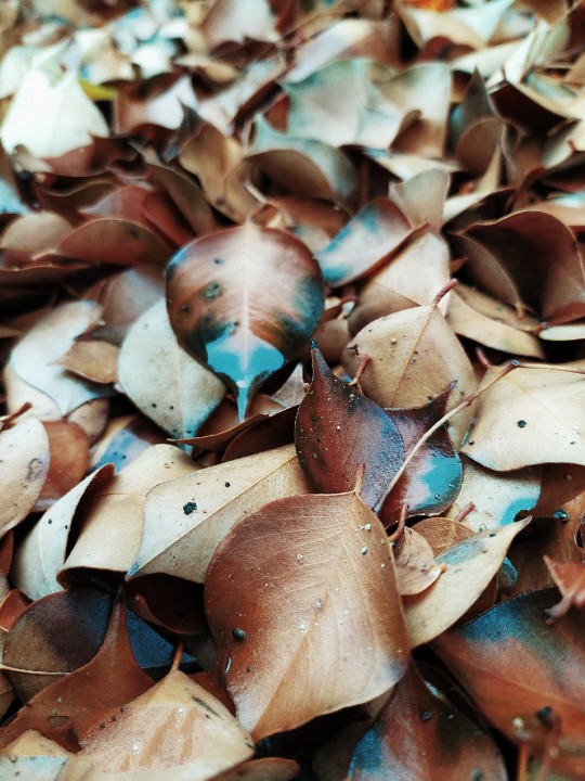dry leave