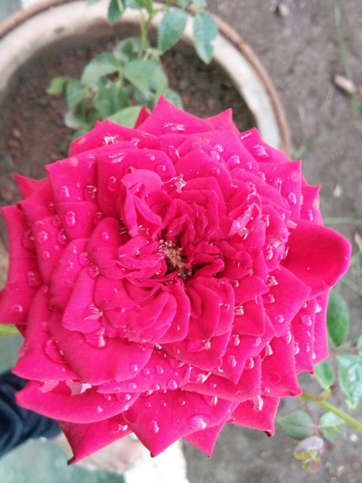 Rose