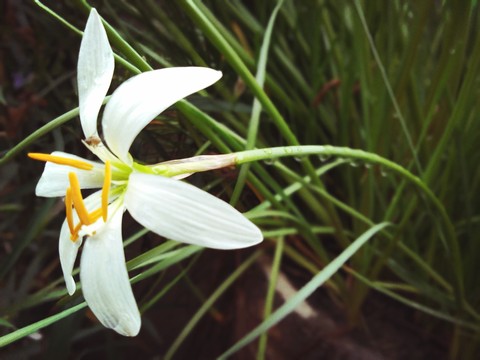 white flower