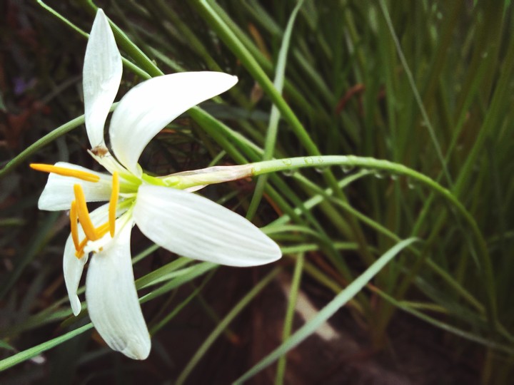white flower