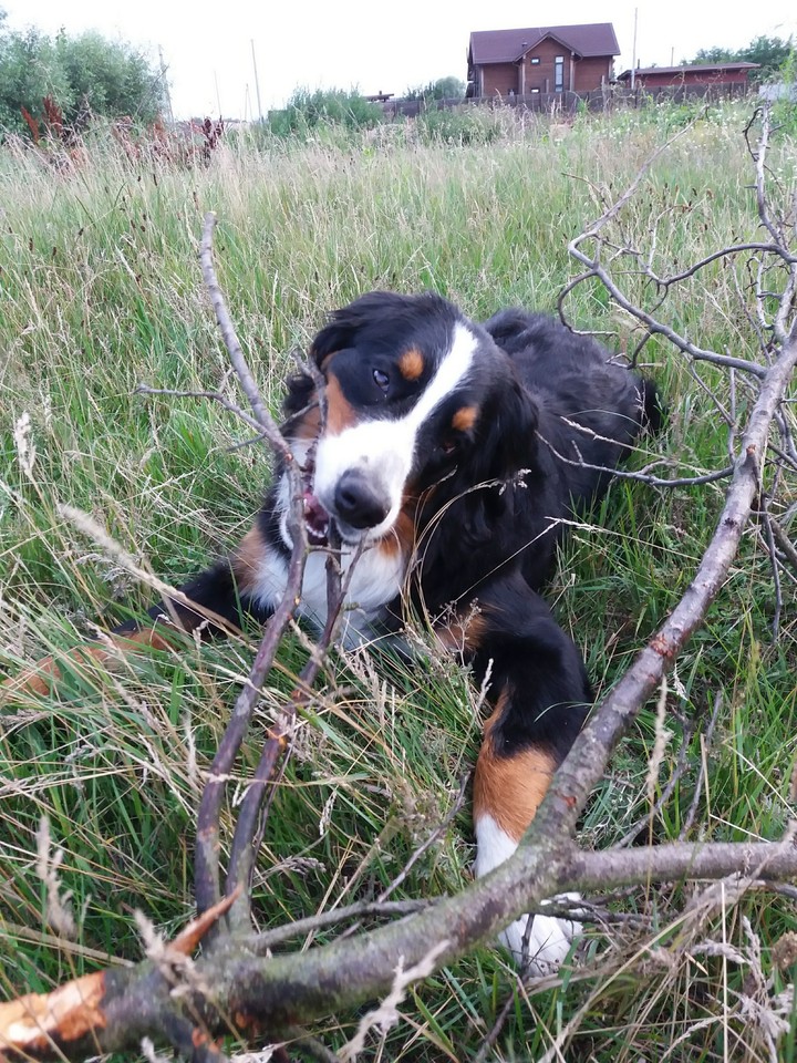 my puppy