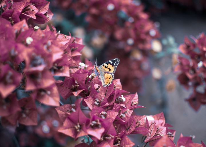 Butterfly