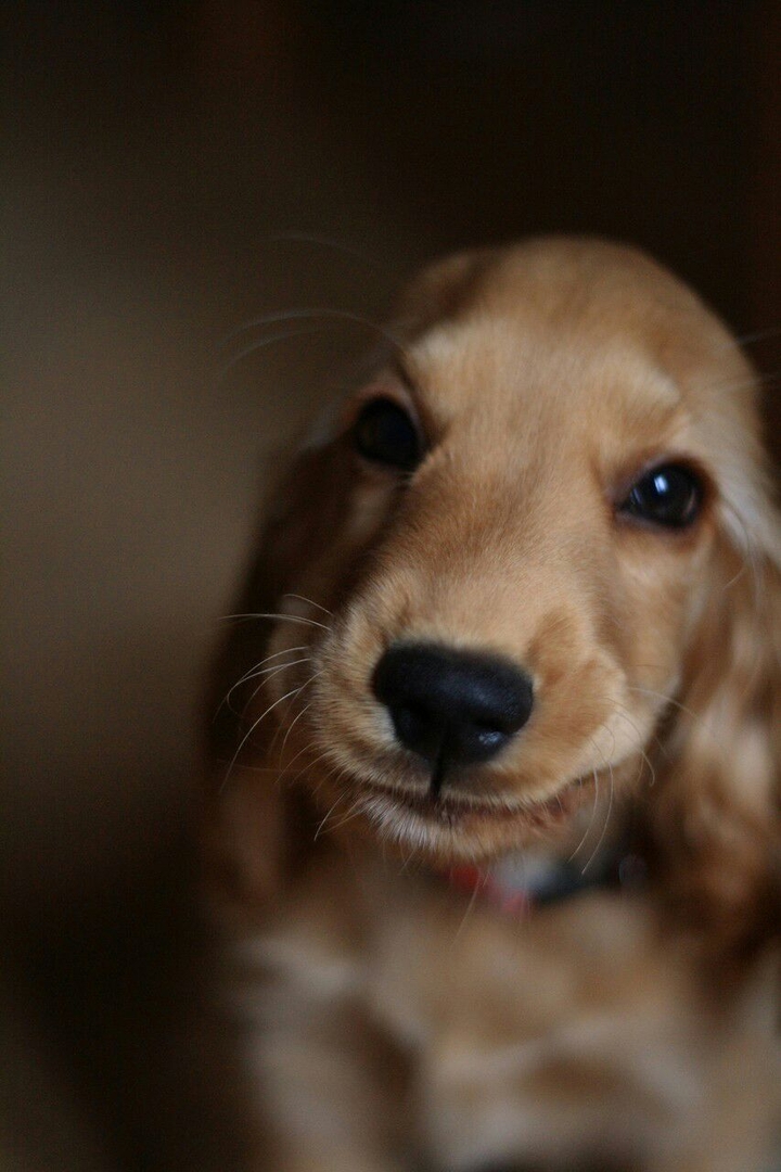 puppy❤