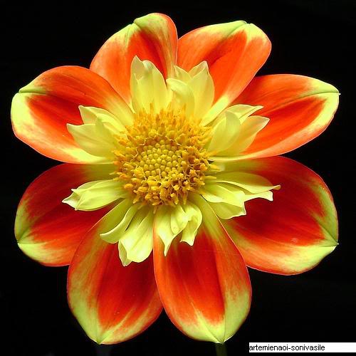 Vibrant Yellow & Orange