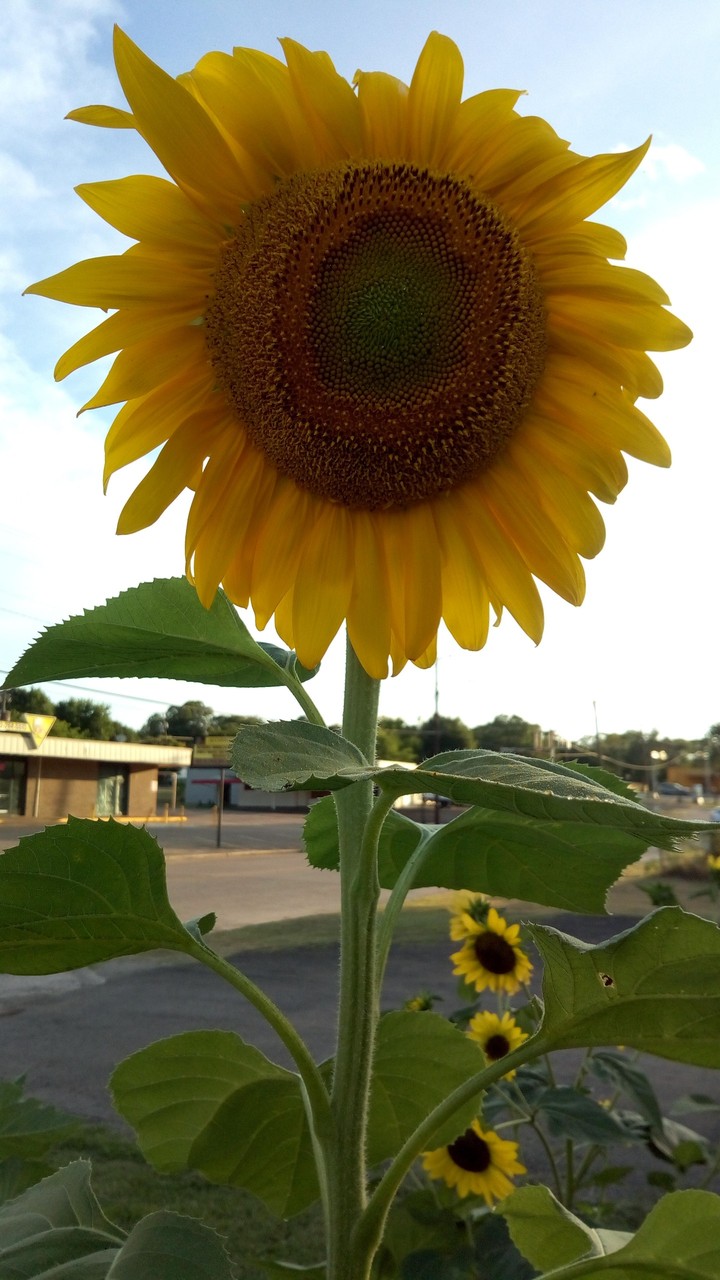 Girasol