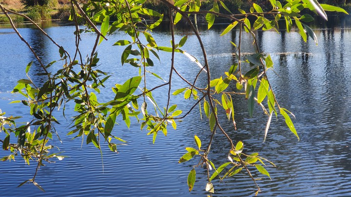 The leaves of pine