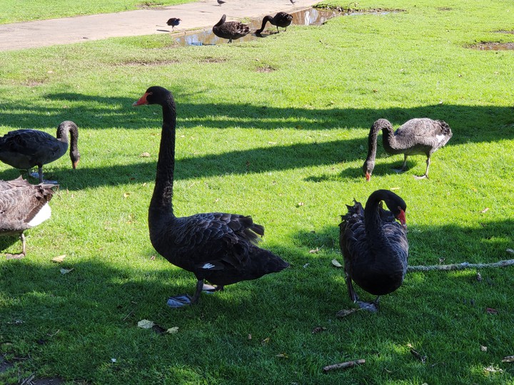 Western Springs Lakeside Park, Auckland, New Zealand