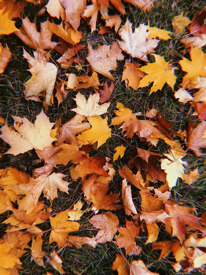 autumn