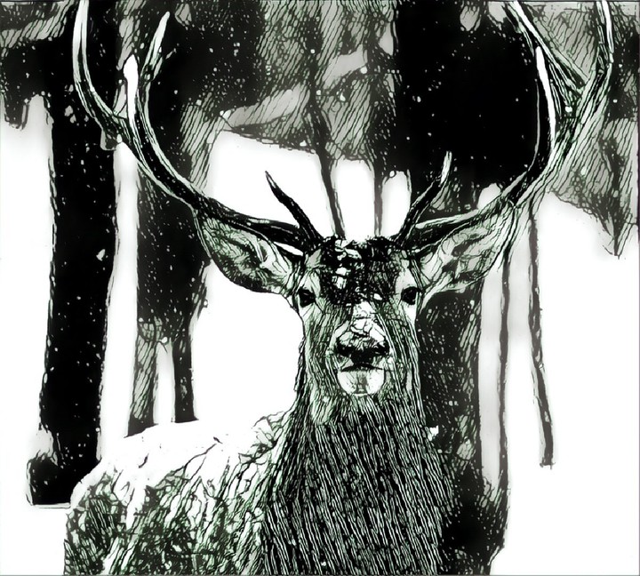 black and white deer
