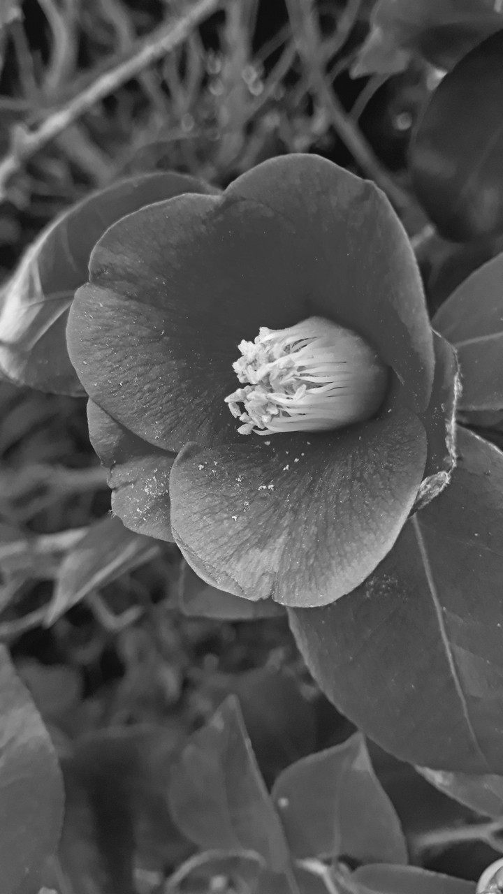 plant-flower(reupload)