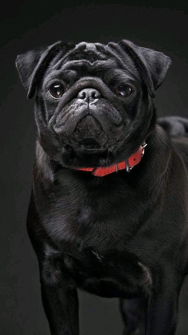 Bulldog