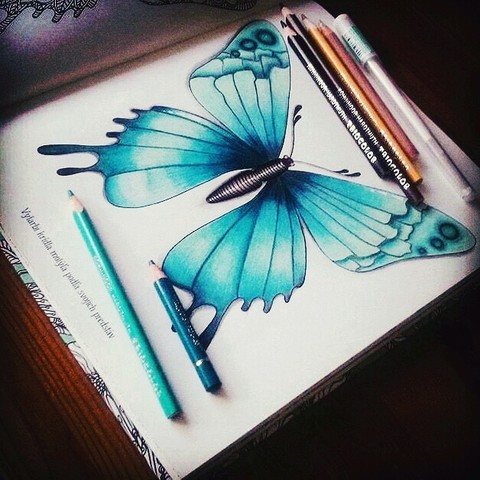 butterfly