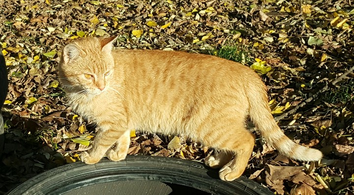 cat