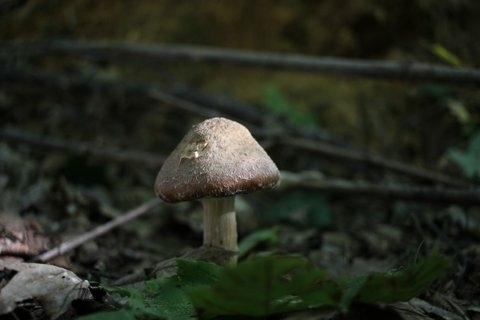 sous bois 2